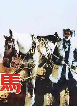 马 1956封面